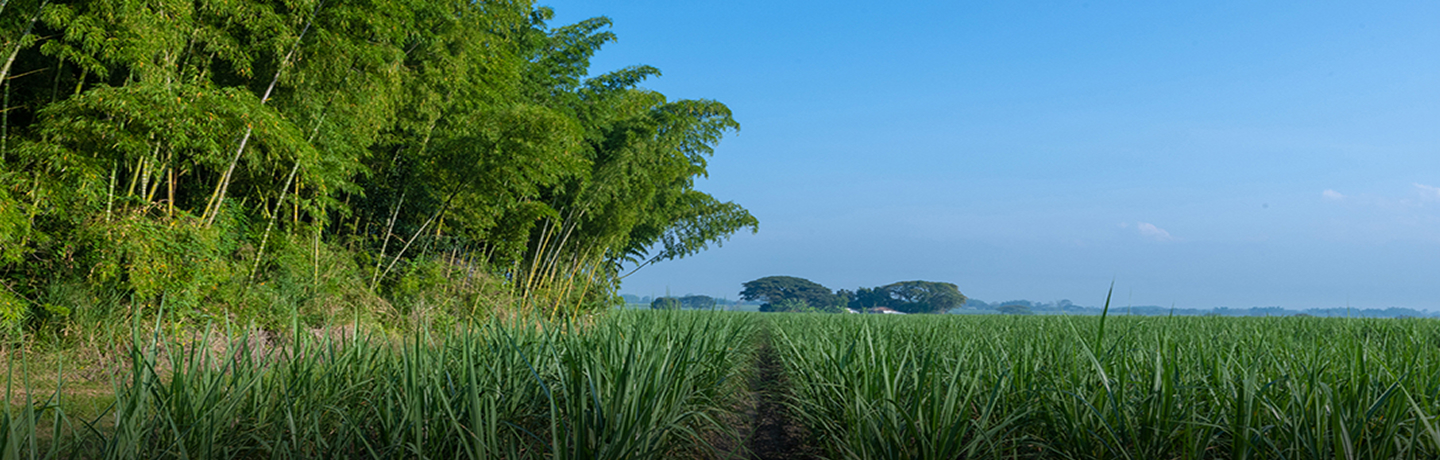 Medio Ambiente y Territorio