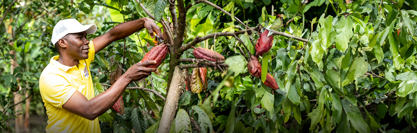 Desarrollo Territorial y Comunitario